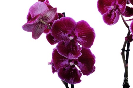 Орхидея в горшке "Орхидея Фаленопсис бордовая с розовой каймой 2ст"